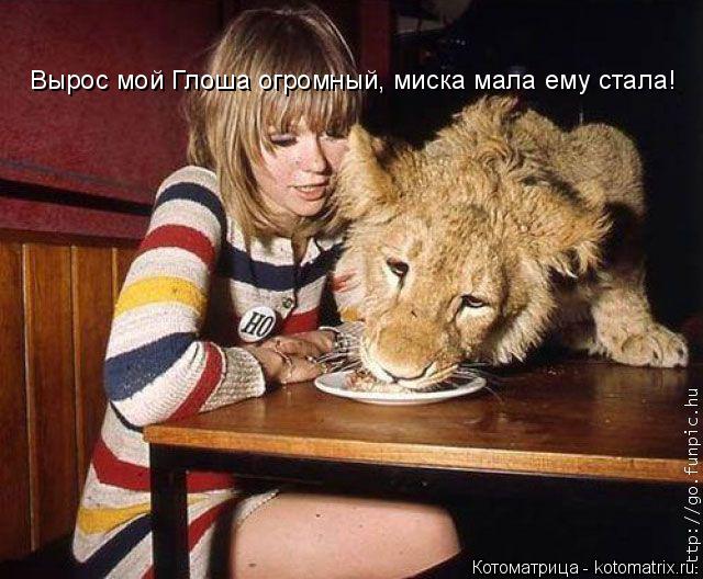Вырос мой Глоша огромный, миска мала ему стала!... Котоматрица: Вырос мой Глоша огромный, миска мала ему стала!