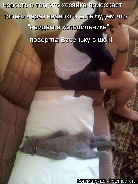 Котоматрица: новость о том,что хозяйка приезжает только через неделю и есть будем,что "найдём в холодильнике", повергла Васеньку в шок!