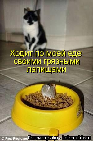 Котоматрица: Ходит по моей еде своими грязными  лапищами