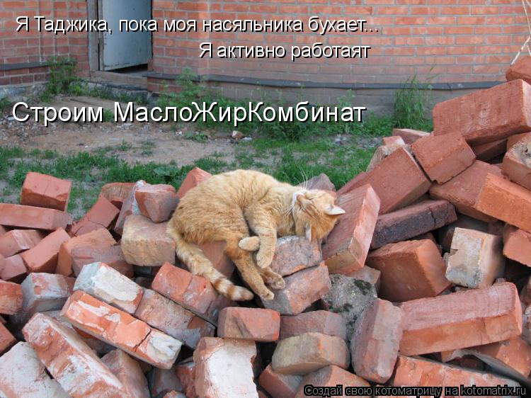 Я Таджика, пока моя насяльника бухает... Я активно работаят Строим МаслоЖирКомбинат... Котоматрица: Я Таджика, пока моя насяльника бухает... Я активно работаят Строим МаслоЖирКомбинат