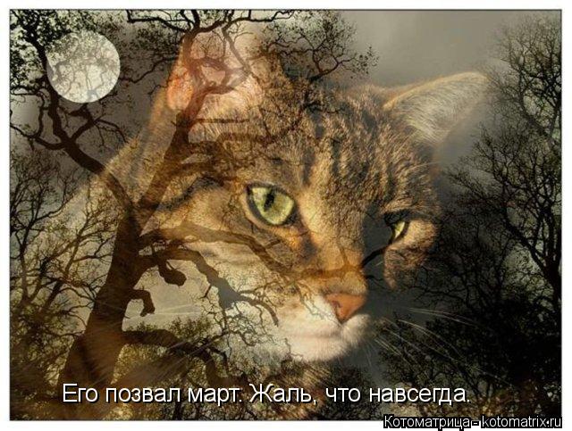 Котоматрица: Его позвал март. Жаль, что навсегда.
