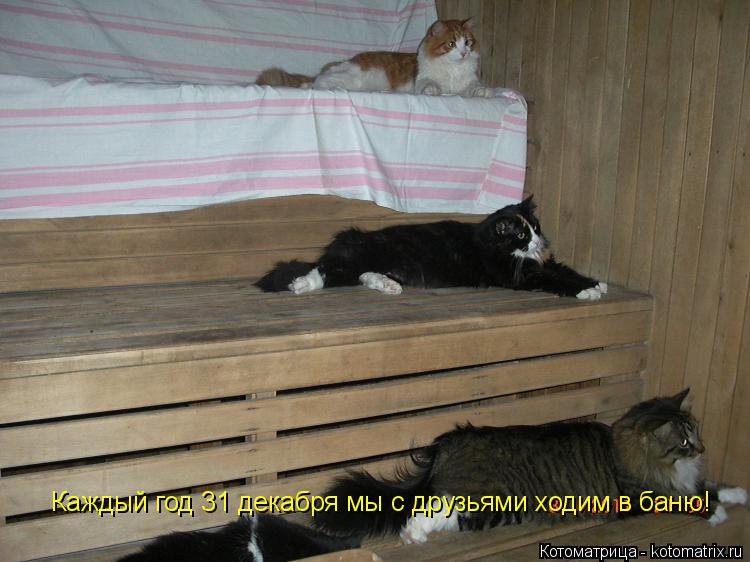 Котоматрица: Каждый год 31 декабря мы с друзьями ходим в баню!