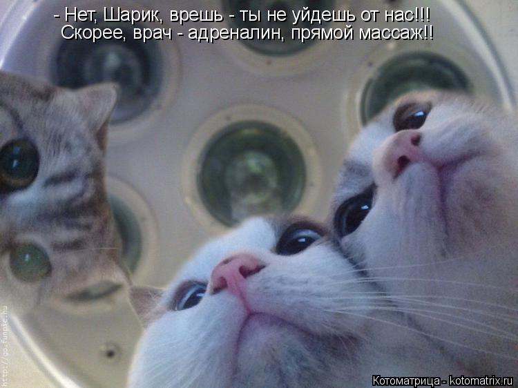 - Нет, Шарик, врешь - ты не уйдешь от нас!!! Скорее, врач - адреналин, прямой массаж!!... Котоматрица: - Нет, Шарик, врешь - ты не уйдешь от нас!!! Скорее, врач - адреналин, прямой массаж!!