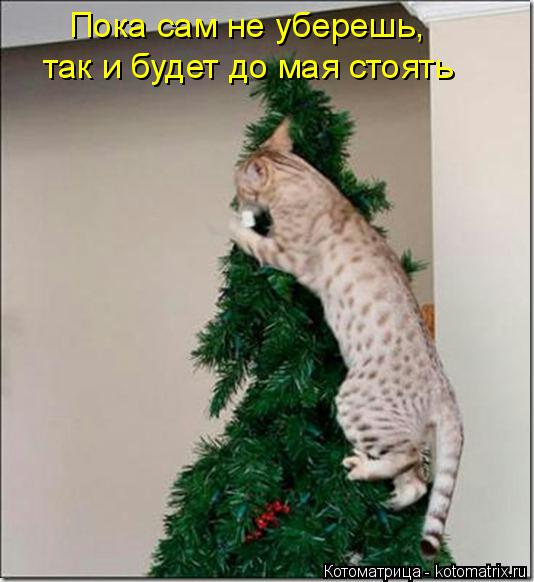 Котоматрица: Пока сам не уберешь, так и будет до мая стоять