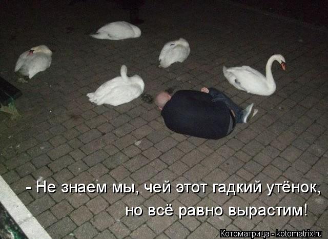 Котоматрица: но всё равно вырастим! - Не знаем мы, чей этот гадкий утёнок,