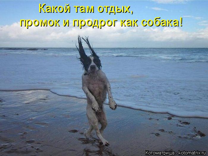 Котоматрица: Какой там отдых, промок и продрог как собака!