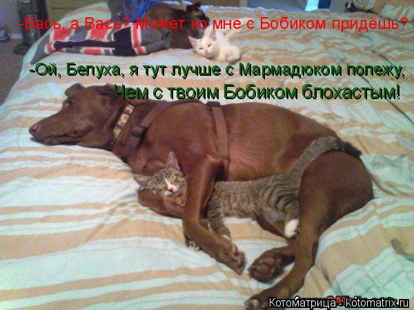 -Вась, а Вась? Может ко мне с Бобиком придёшь? -Ой, Белуха, я тут лучше с Мармадюком полежу, Чем с тв... Котоматрица: -Вась, а Вась? Может ко мне с Бобиком придёшь? -Ой, Белуха, я тут лучше с Мармадюком полежу, Чем с твоим Бобиком блохастым!