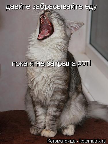 Котоматрица: давйте забрасывайте еду  пока я не закрыла рот!