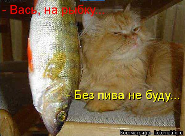 Котоматрица: - Вась, на рыбку... - Без пива не буду...