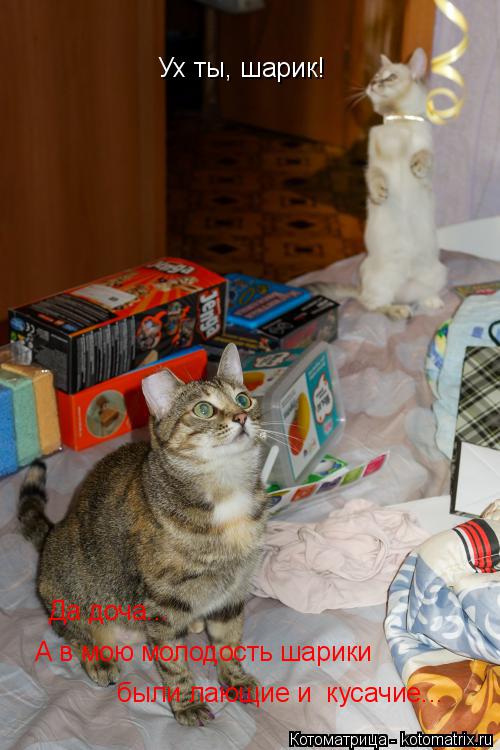 Котоматрица: Ух ты, шарик! Да доча... А в мою молодость шарики были лающие и  кусачие...
