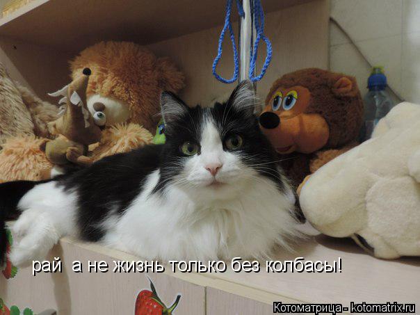 Котоматрица: рай  а не жизнь только без колбасы!