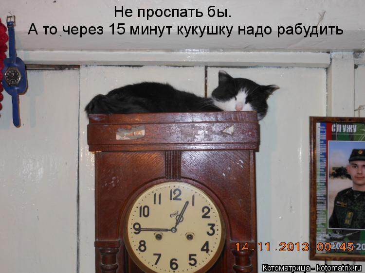 Котоматрица: Не проспать бы. А то через 15 минут кукушку надо рабудить