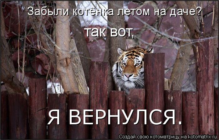 так вот, Я ВЕРНУЛСЯ. Забыли котёнка летом на даче?... Котоматрица: так вот, Я ВЕРНУЛСЯ. Забыли котёнка летом на даче?