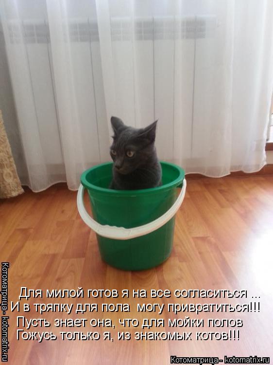 Котоматрица: Для милой готов я на все согласиться ... Пусть знает она, что для мойки полов И в тряпку для пола  могу привратиться!!! Гожусь только я, из знако