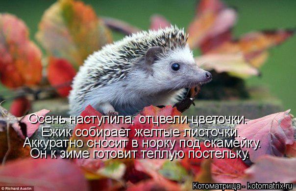 Котоматрица: Ежик собирает желтые листочки. Аккуратно сносит в норку под скамейку. Он к зиме готовит теплую постельку. Осень наступила, отцвели цветочки