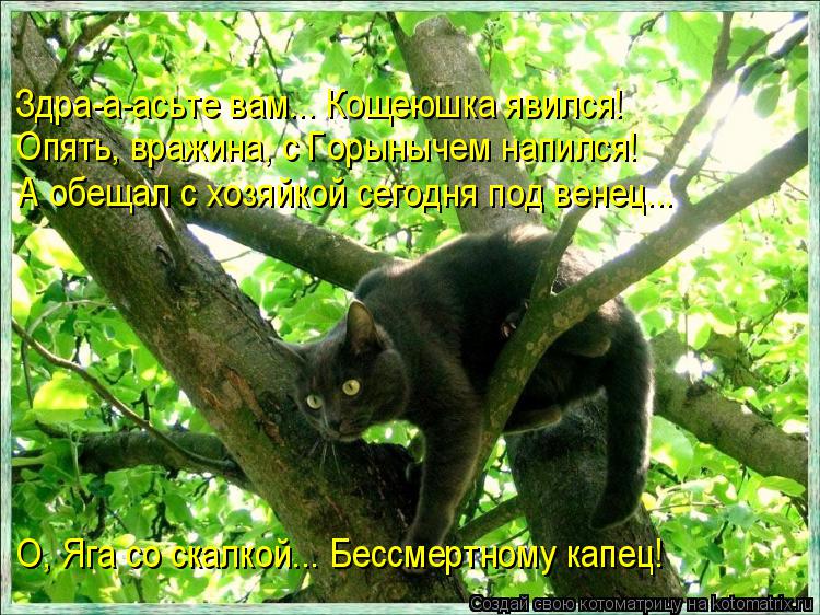 Котоматрица: Здра-а-асьте вам... Кощеюшка явился! Опять, вражина, с Горынычем напился! А обещал с хозяйкой сегодня под венец... О, Яга со скалкой... Бессмертн