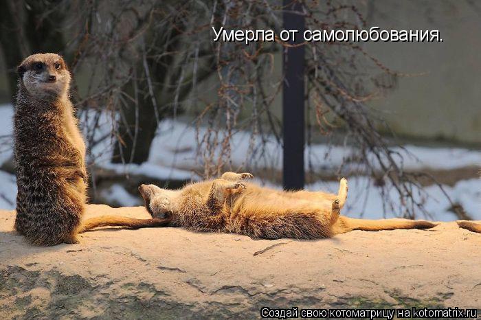 Котоматрица: Умерла от самолюбования.