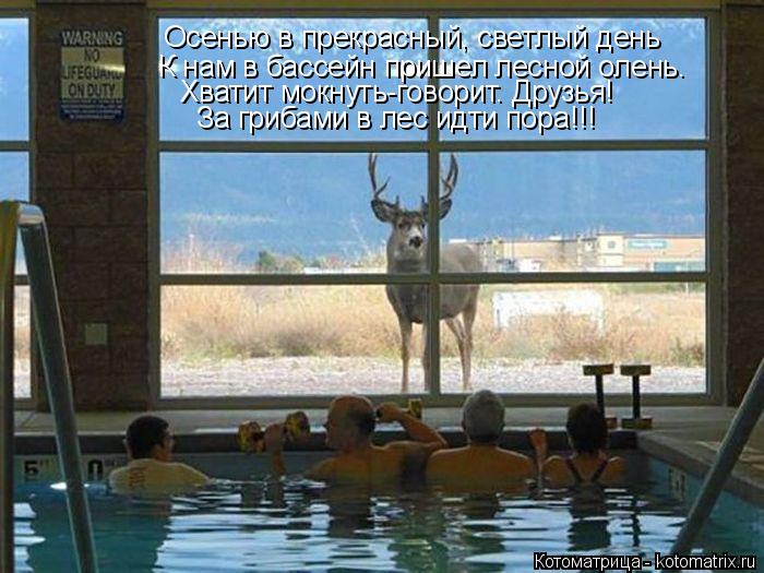 Котоматрица: Осенью в прекрасный, светлый день К нам в бассейн пришел лесной олень. Хватит мокнуть-говорит. Друзья! За грибами в лес идти пора!!!