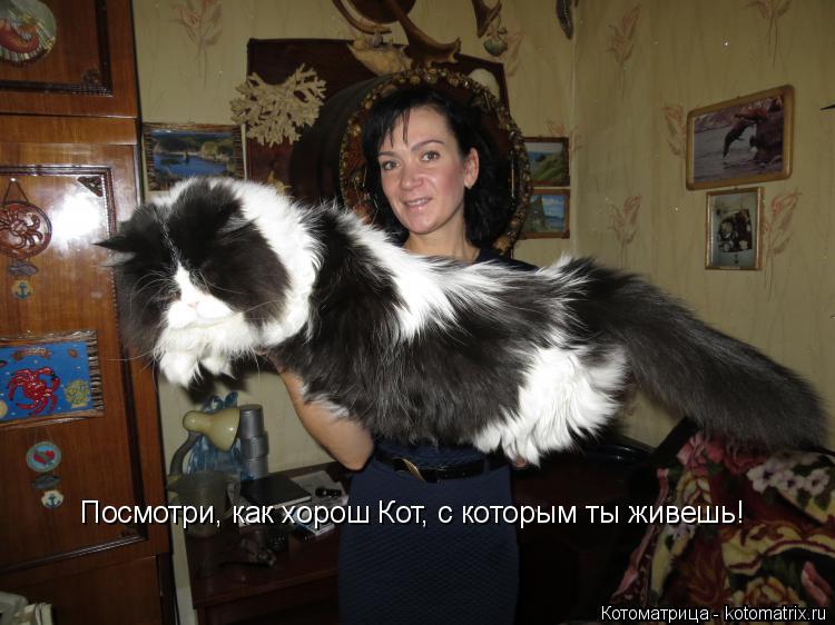 Котоматрица: Посмотри, как хорош Кот, с которым ты живешь!