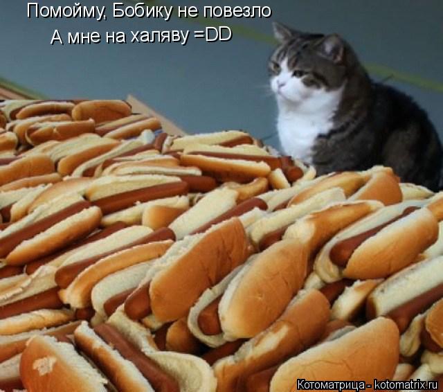 Помойму, Бобику не повезло А мне на халяву =DD... Котоматрица: Помойму, Бобику не повезло А мне на халяву =DD