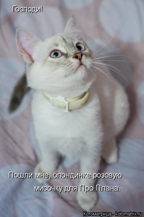 Котоматрица: Господи! Пошли мне, блондинке розовую мисочку для Про Плана.