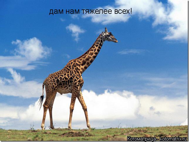 Котоматрица: дам нам тяжелее всех!