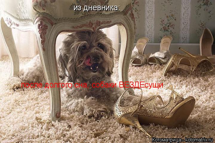 Котоматрица: из дневника: после долгого сна, собаки ВЕЗДЕсущи