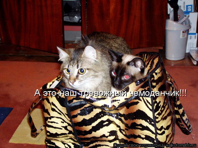 Котоматрица: А это-наш тревожный чемоданчик!!!