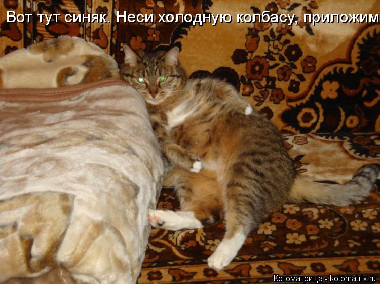 Котоматрица: Вот тут синяк. Неси холодную колбасу, приложим