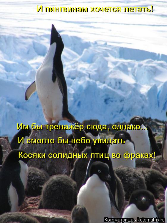 И пингвинам хочется летать! Им бы тренажёр сюда, однако... И смогло бы небо увидать Косяки солидных п... Котоматрица: И пингвинам хочется летать! Им бы тренажёр сюда, однако... И смогло бы небо увидать Косяки солидных птиц во фраках!