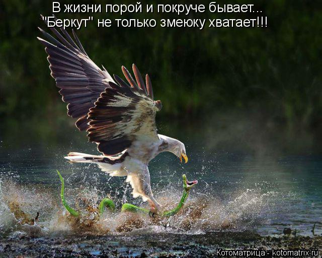 Котоматрица: В жизни порой и покруче бывает... "Беркут" не только змеюку хватает!!!