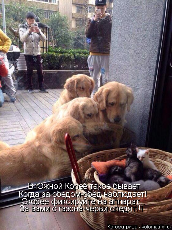 Котоматрица: В Южной Корее такое бывает Когда за обедом-обед наблюдает! Скорее фиксируйте на аппарат... За вами с газона-черви следят!!!