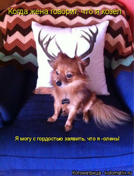 Котоматрица: Когда жена говорит, что я козел Я могу с гордостью заявить, что я -олень!