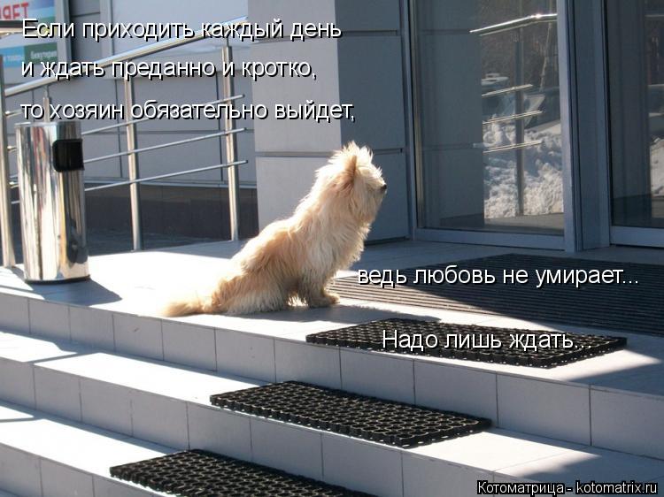 Котоматрица: Если приходить каждый день и ждать преданно и кротко, то хозяин обязательно выйдет, ведь любовь не умирает... Надо лишь ждать...