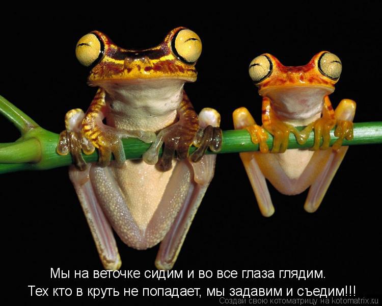 Котоматрица: Тех кто в круть не попадает, мы задавим и съедим!!! Мы на веточке сидим и во все глаза глядим.