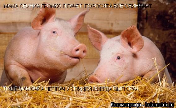 Котоматрица: МАМА СВИНКА ГРОМКО ПЛАЧЕТ, ПОРОСЯТА ВСЕ СВИНЯЧАТ ТИШЕ МАМОЧКА НЕПЛАЧ У СВИНЕЙ ВСЕГДА БЫЛ СРАЧ