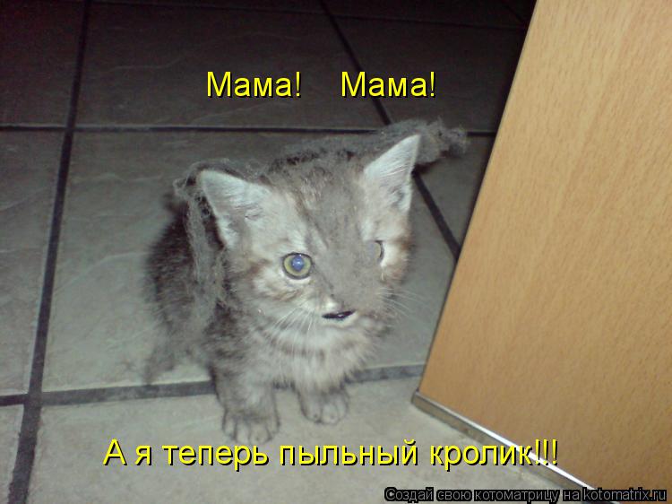 Котоматрица: А я теперь пыльный кролик!!! Мама!    Мама!