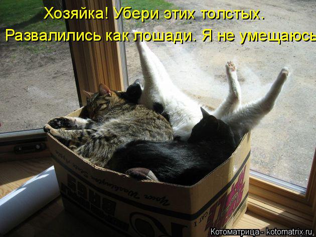 Котоматрица: Хозяйка! Убери этих толстых.  Развалились как лошади. Я не умещаюсь