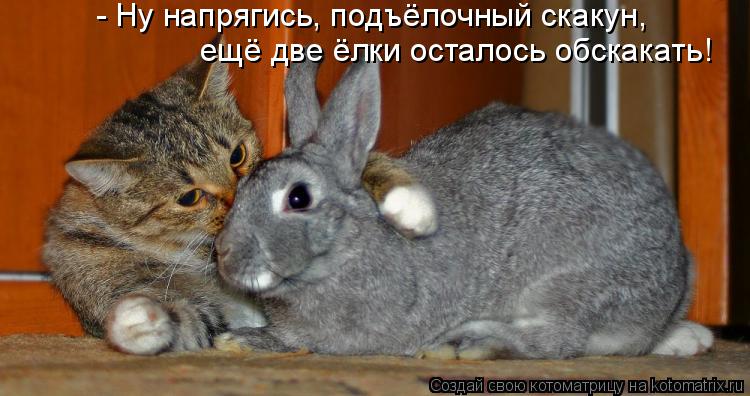 Котоматрица: - Ну напрягись, подъёлочный скакун, ещё две ёлки осталось обскакать!