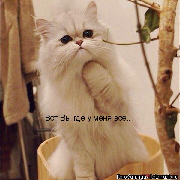 Котоматрица: Вот Вы где у меня все...