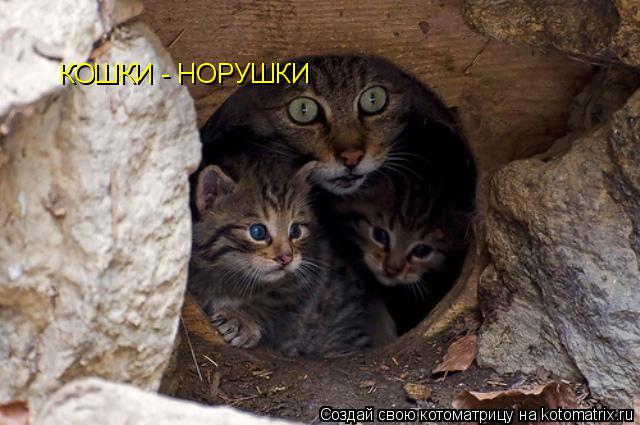 Котоматрица: КОШКИ - НОРУШКИ