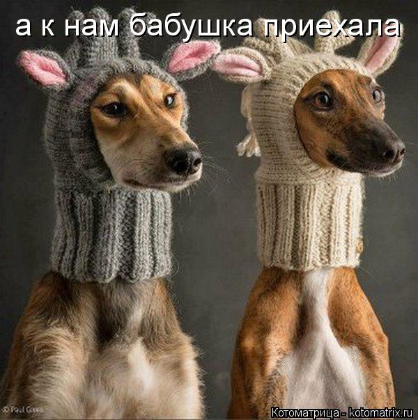 Котоматрица: а к нам бабушка приехала