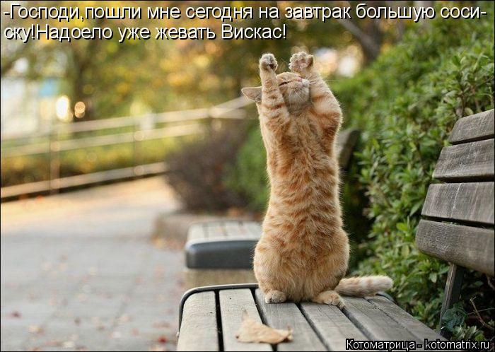 Котоматрица: -Господи,пошли мне сегодня на завтрак большую соси- ску!Надоело уже жевать Вискас!