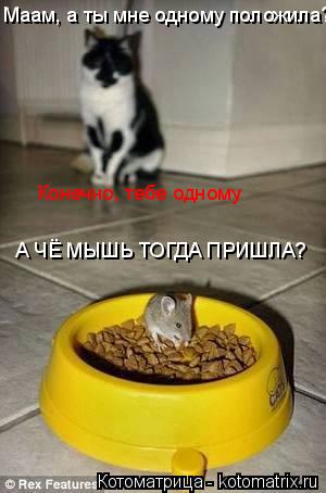 Котоматрица: Маам, а ты мне одному положила? Конечно, тебе одному А ЧЁ МЫШЬ ТОГДА ПРИШЛА?