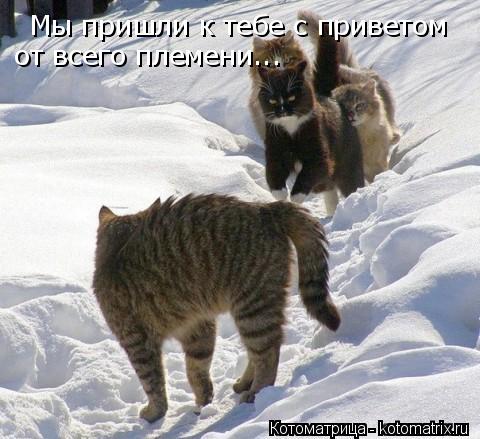 Котоматрица: Мы пришли к тебе с приветом      от всего племени...