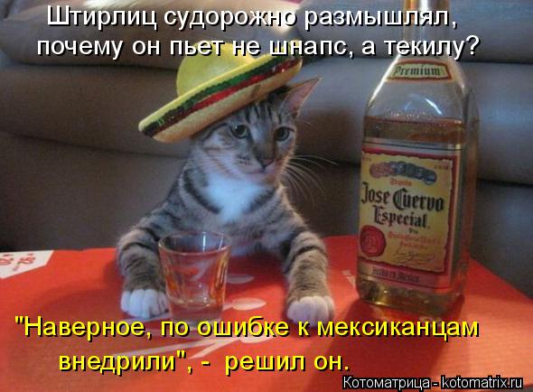 Котоматрица: Штирлиц судорожно размышлял, почему он пьет не шнапс, а текилу? "Наверное, по ошибке к мексиканцам внедрили", -  решил он.