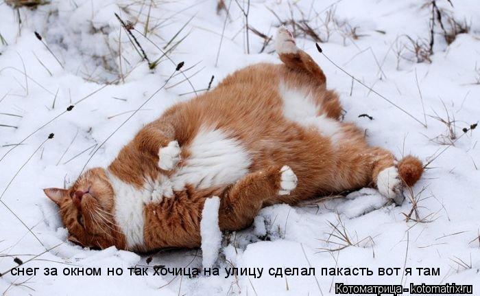 снег за окном но так хочица на улицу сделал пакасть вот я там... Котоматрица: снег за окном но так хочица на улицу сделал пакасть вот я там