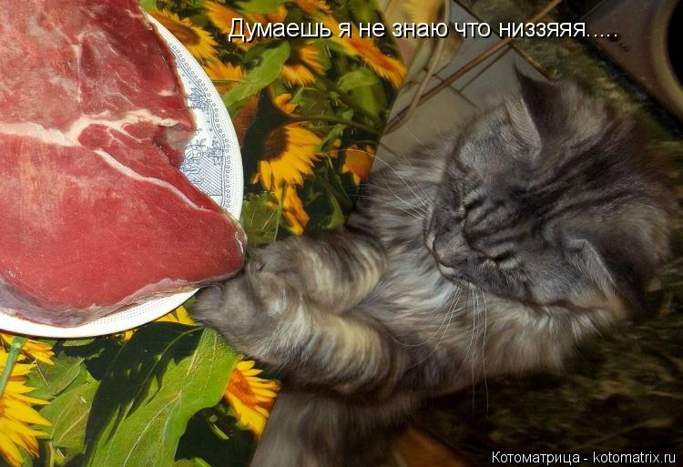 Котоматрица: Думаешь я не знаю что низзяяя.....