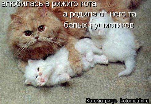 влюбилась в рижиго кота а родила от него та белых пушистиков... Котоматрица: влюбилась в рижиго кота а родила от него та белых пушистиков