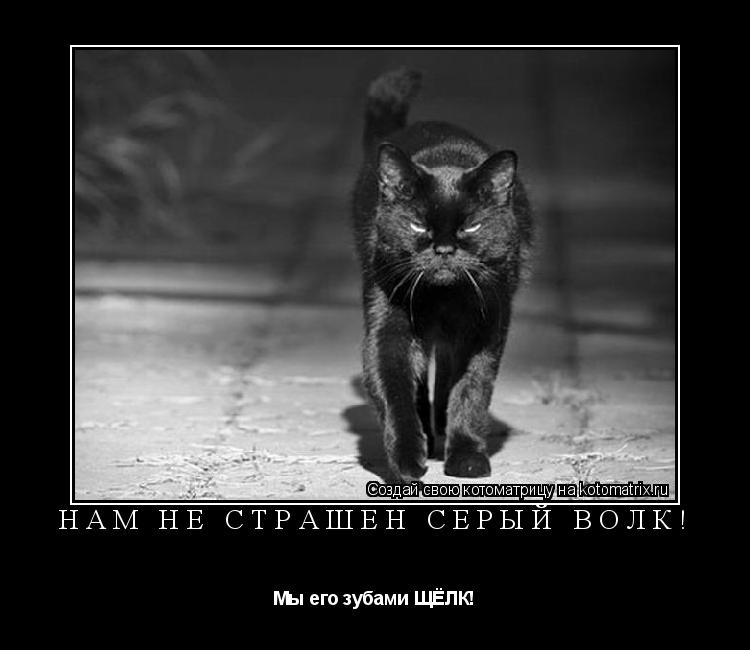 Котоматрица: НАМ НЕ СТРАШЕН СЕРЫЙ ВОЛК! Мы его зубами ЩЁЛК!